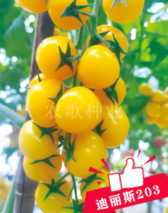 迪丽斯203
